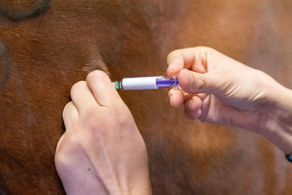Equine Flu